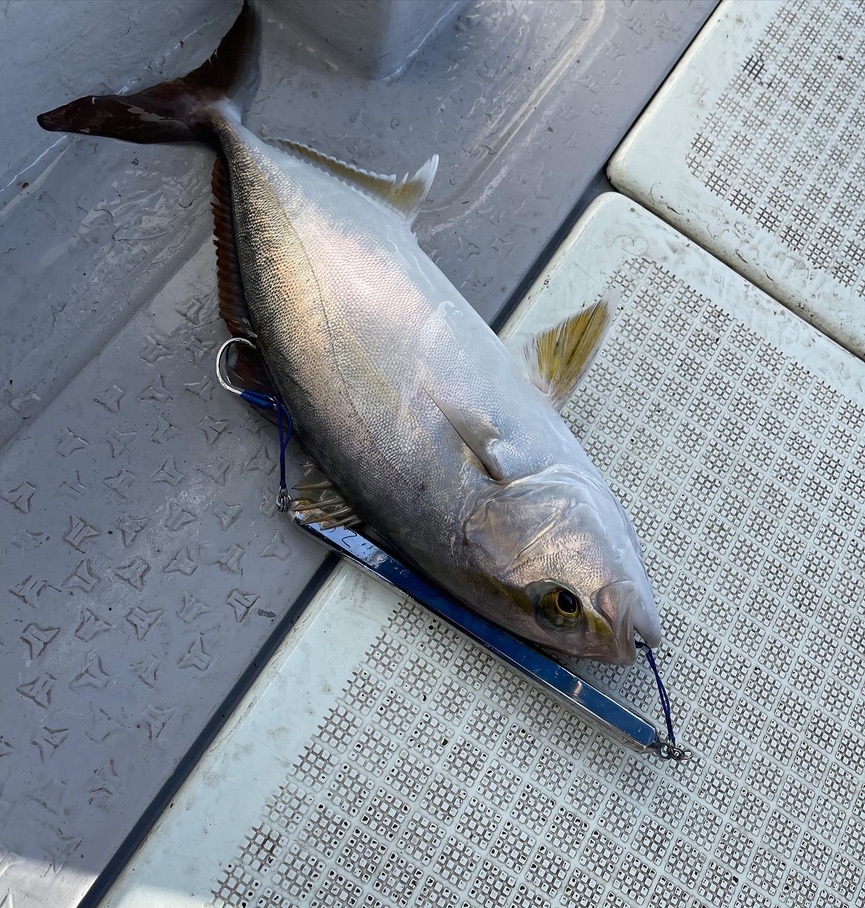 An angler holding a large amberjack landed on the ISAJIG