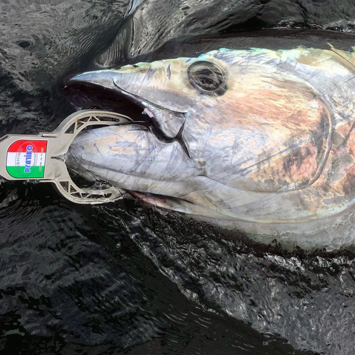 PRATIKO ボガグリップでクロマグロを安全にリリースする様子